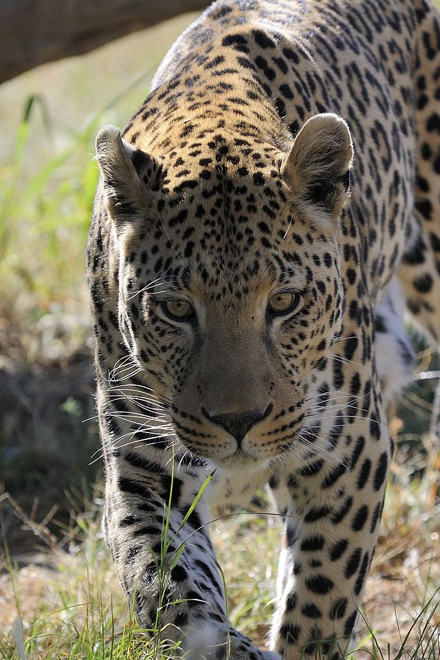 Leopard walking